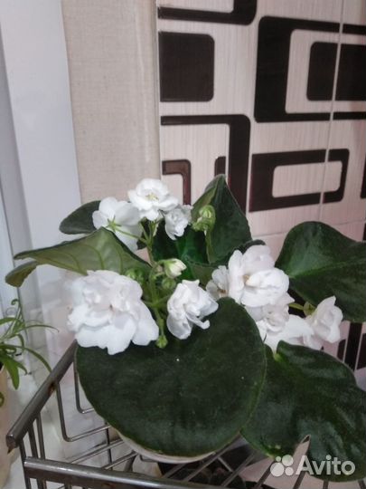 Цветущие фиалки