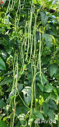 Семена Вигны