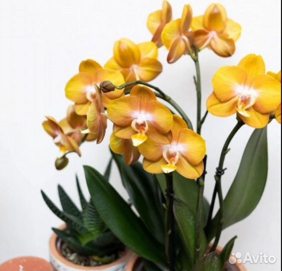 Орхидея фаленопсис phal las vegas
