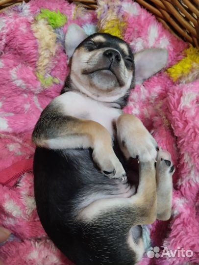 Мини той-терьер щенки