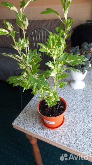 Спатифиллум, драцена, калеус, бегония