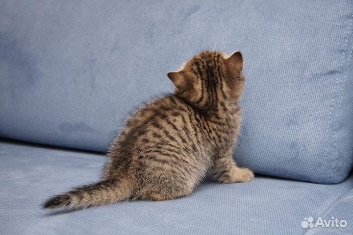 Маленький котенок 1,5 месяца ищет дом