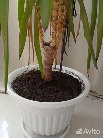 Комнатное растение юкка