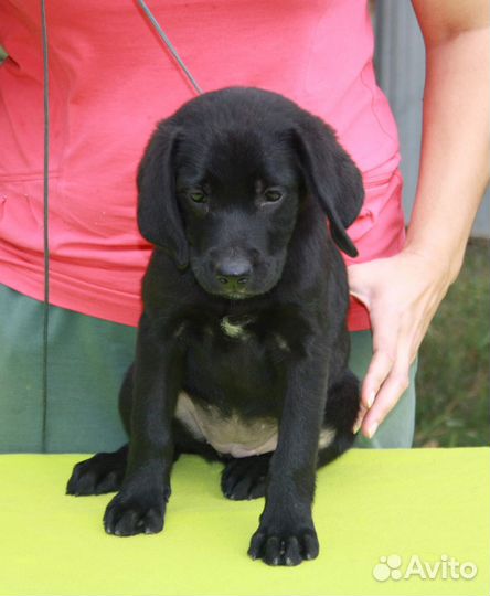 Лабрадор девочка