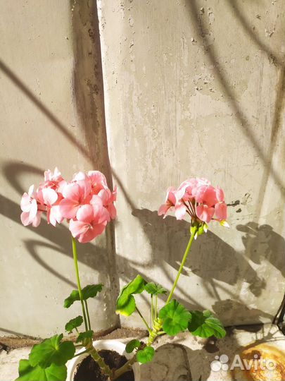 Панданус, Рео, Пеларгония