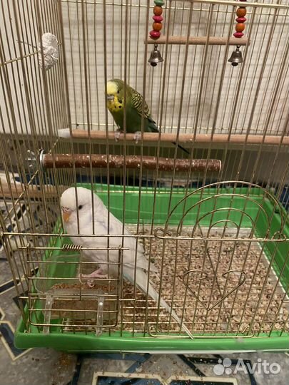 Попугаи волнистые бесплатно