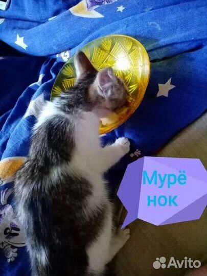 Котенок в добрые руки