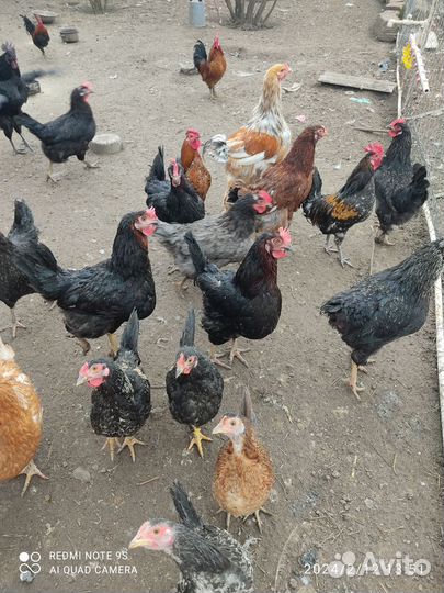 Инкубационные яйца кур несушек/цыплята