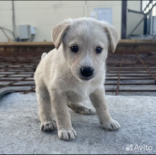 Отдам в добрые руки