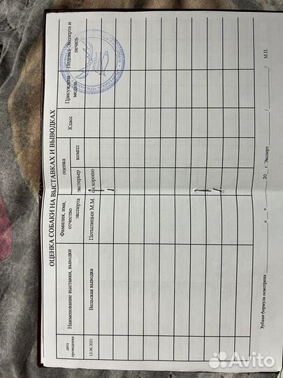 Готовятся к продаже щенки западно сибирской лайки