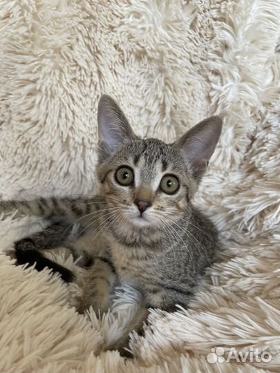 Отдам бесплатно в добрые руки