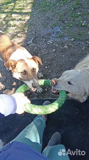 Передержка собак кошек Зоогостиница Зоотакси