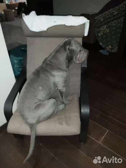 Шарпей вязка