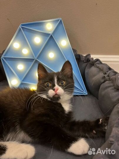 Котёнок в добрые руки