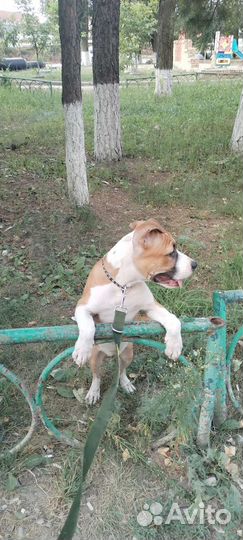 Питбуль терьер