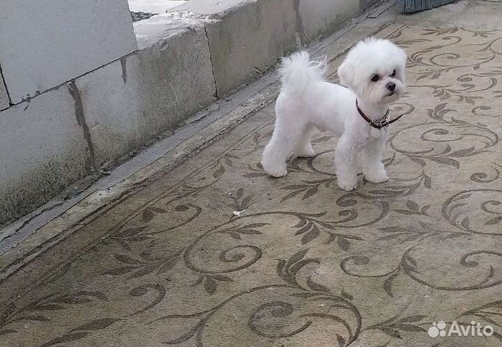 Мальтезе вязка