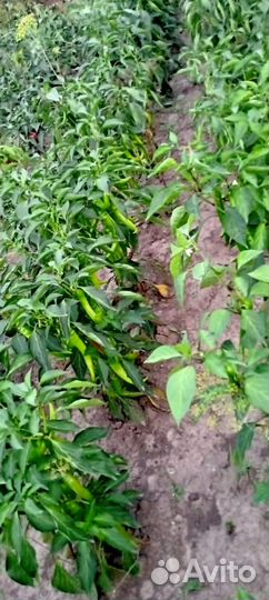 Перец острый свежий