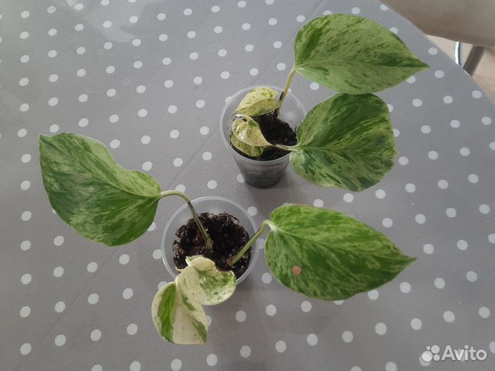 Эпипремнум Марбл Квин и Драцена Лайм