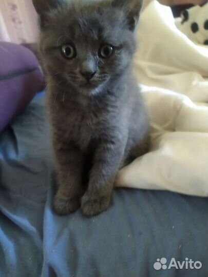 Британские котята