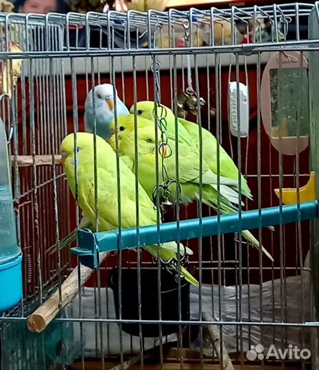 Волнистый попугай