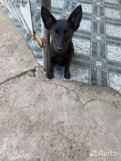 Немецкая овчарка щенки