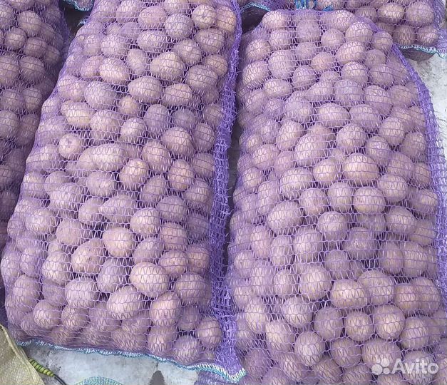 Семенной картофель