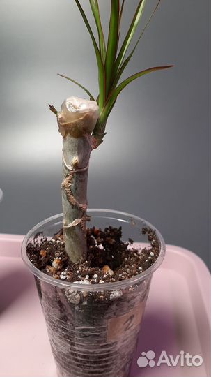 Пальма Юка Драцена