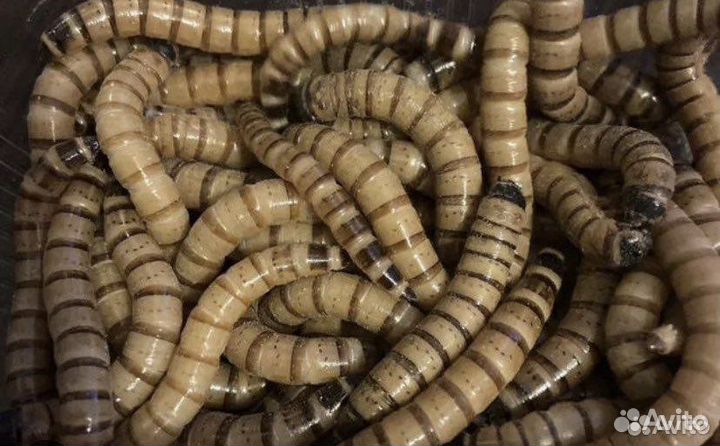 Зофобас, мучной червь