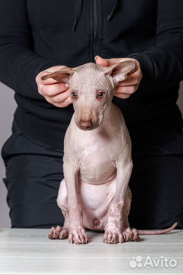 Ксолоитцкуинтли, мексиканская голая собака