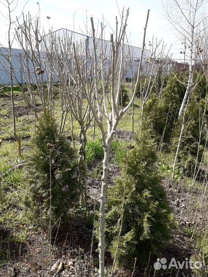 Гибискус древовидный (крупномер)