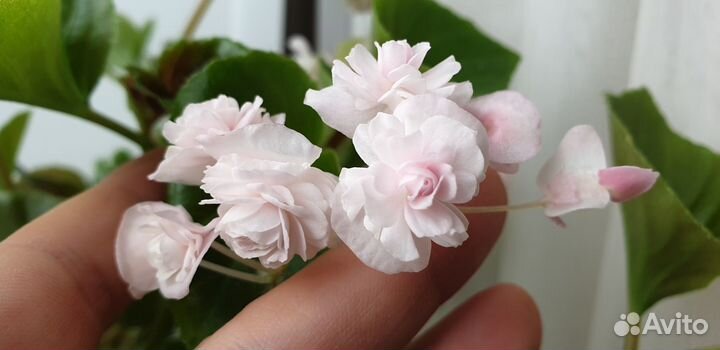 Бегония doublet pink