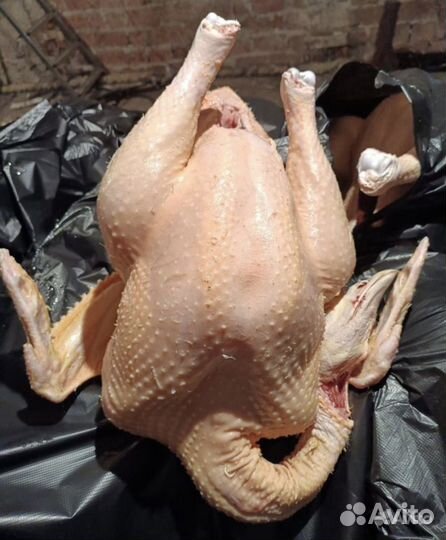 Индюки халяль