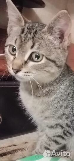 Асенька в добрые ручки