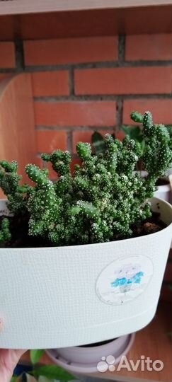 Кактус опунция