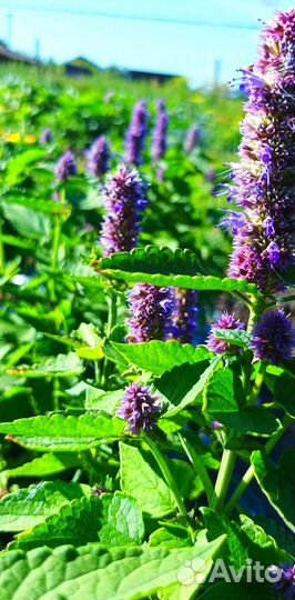 Мята корейская