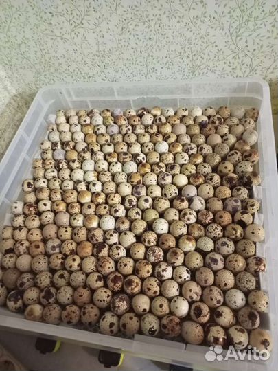 Перепела.инкубационнок яйцо