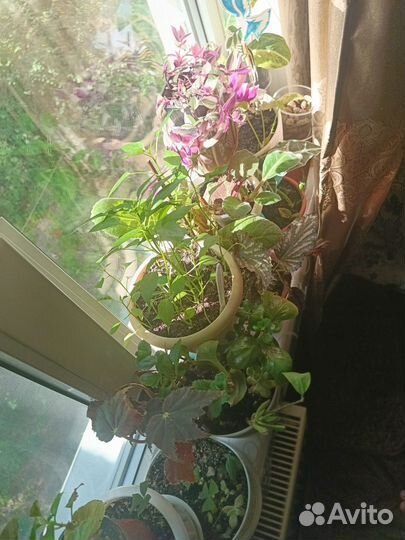 Комнатные растения цветы