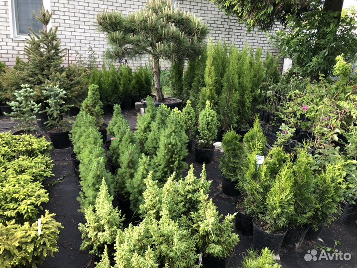 Саженцы плодовые, хвойные и декоративные