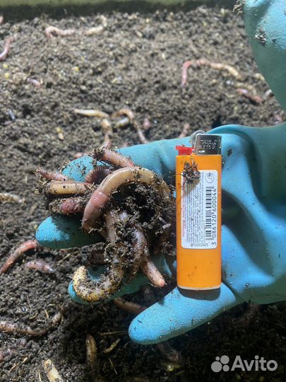 Червь дендробена