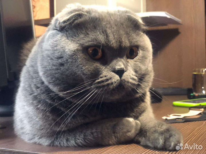 Коты на вязку