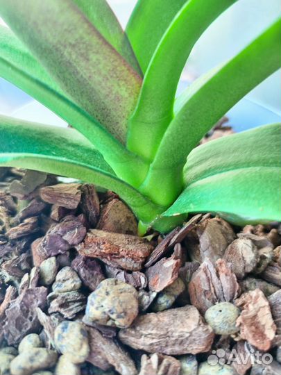 Орхидея фаленопсис Cosy Candy