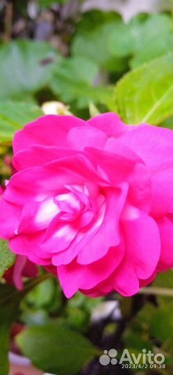 Бальзамины и Ахименесы ассорти