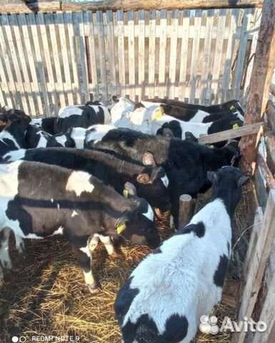 Телята для откорма