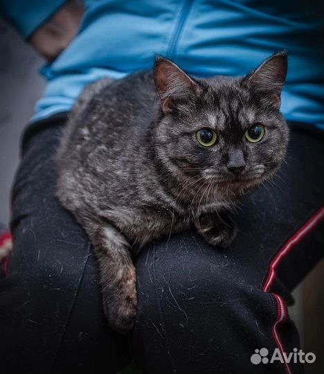 Милая кошечка ищет семью