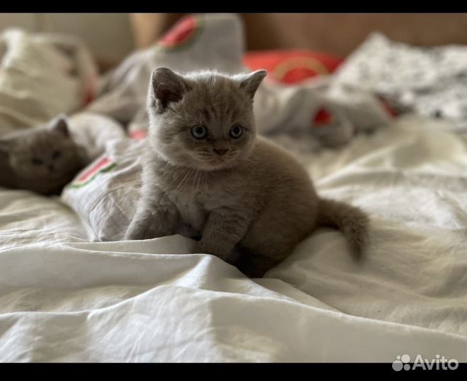Шотландские котята