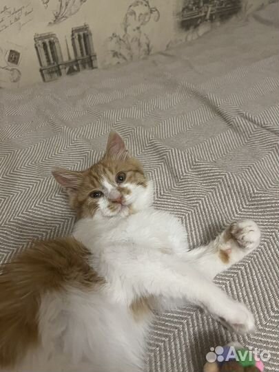 Рыжий котенок