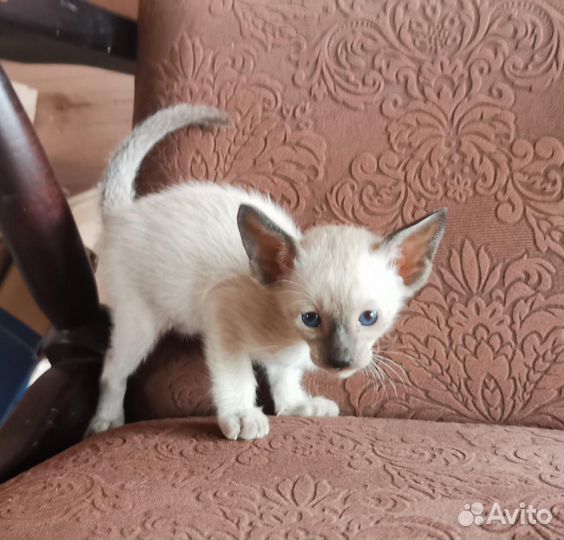 Ориентальные котята