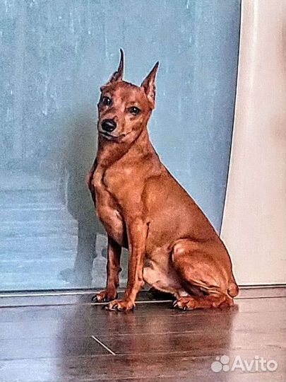 Щенки цвергпинчера