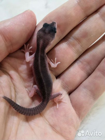 Эублефар геккон