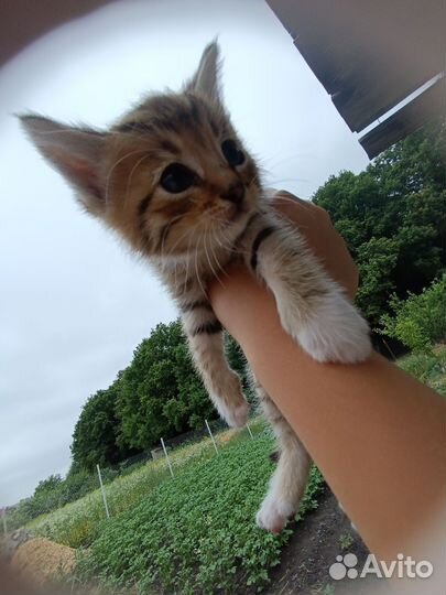 Коты и кошки